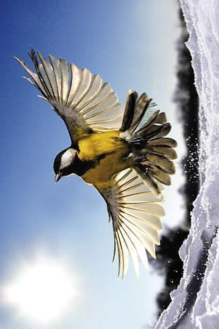 鸟类拼图 1.3.41 安卓版