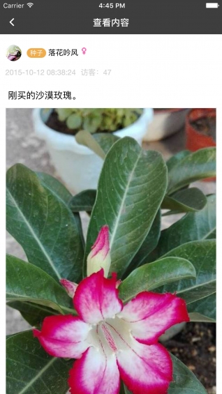 枫桥居花卉