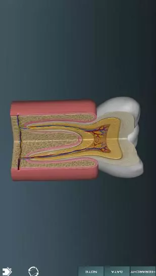 人体解剖学图谱 3.7.4 破解版